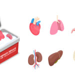 Human Organs Isometric Set